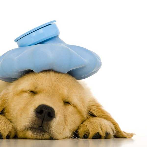 So, You've Managed To Get Sick During Midterms Week