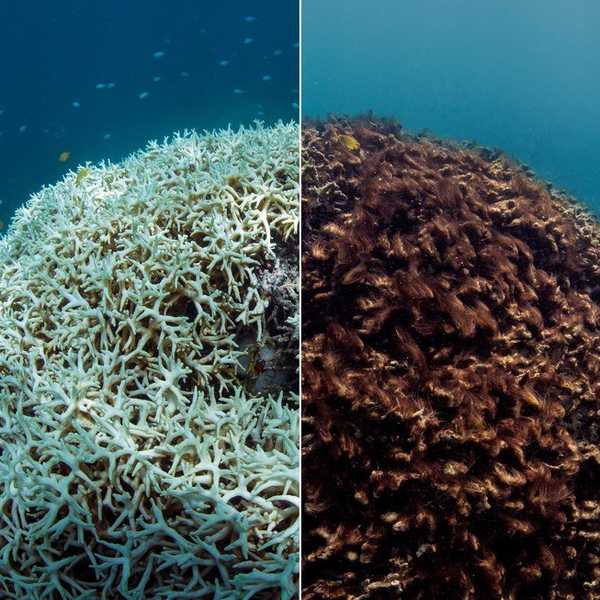 11 Ways to Save the Great Barrier Reef