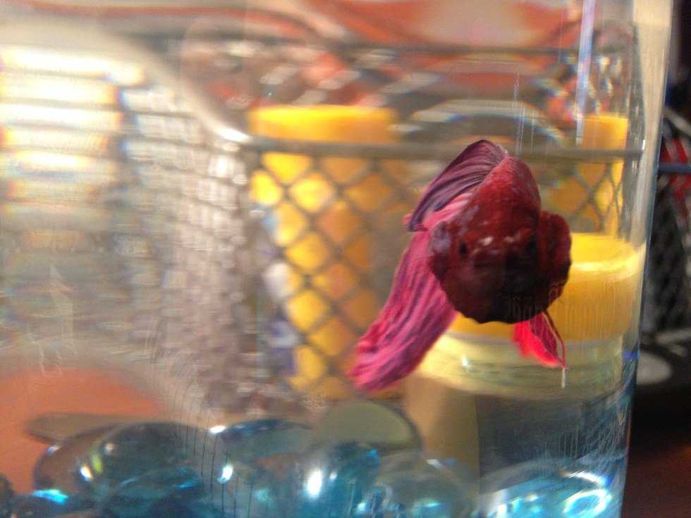 The Visual Documentation Of A New Pet
