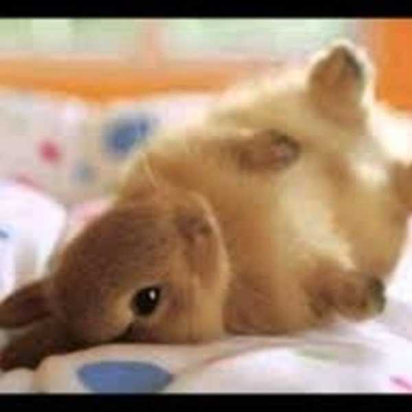 8 Pictures Of Cute Animals To Get You Through The Week