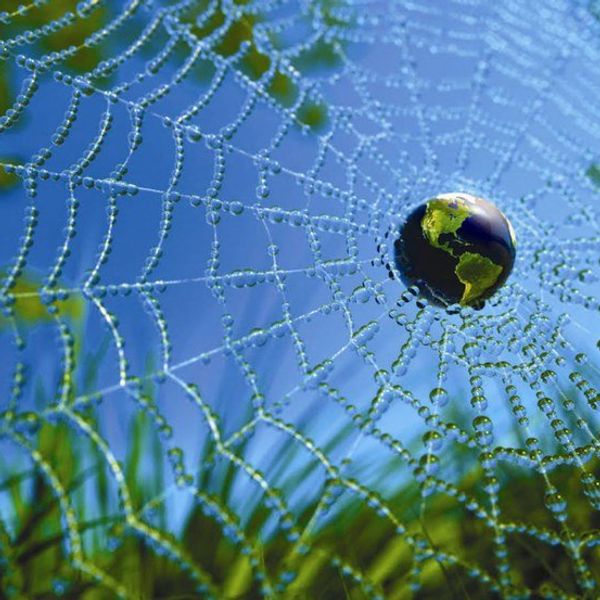 Why We Must Protect The Web Of Life