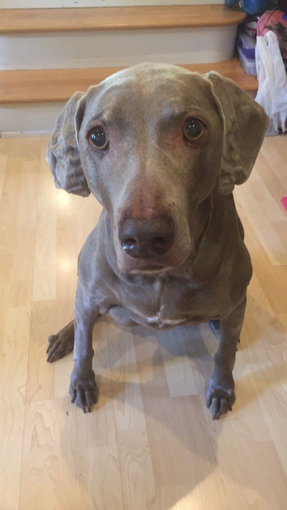 A Letter To My Doggy