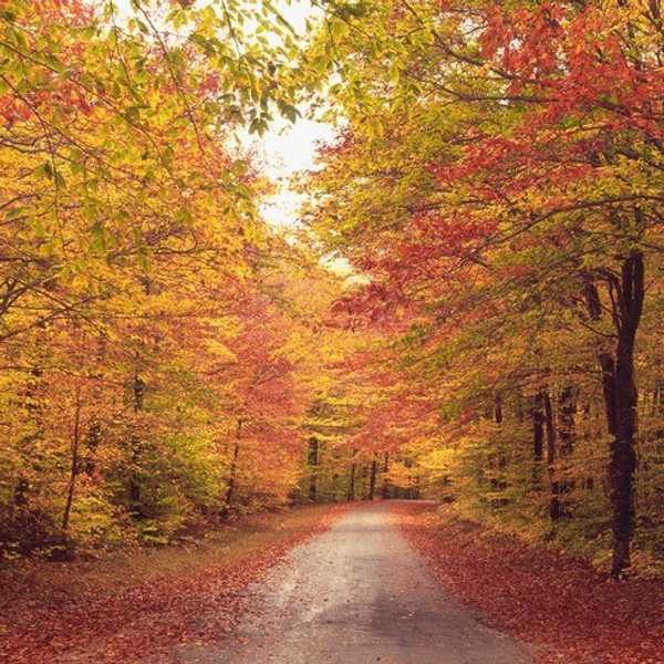 Falling For Fall