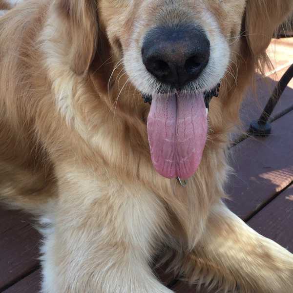 A Letter To My Dog