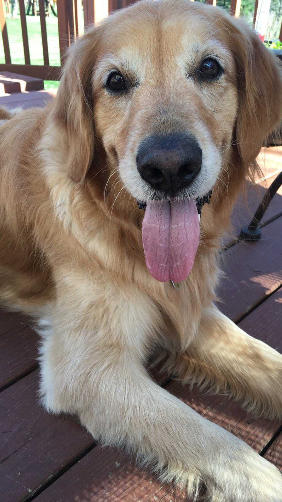 A Letter To My Dog