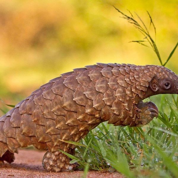 Everything You Should Know about the Pangolin