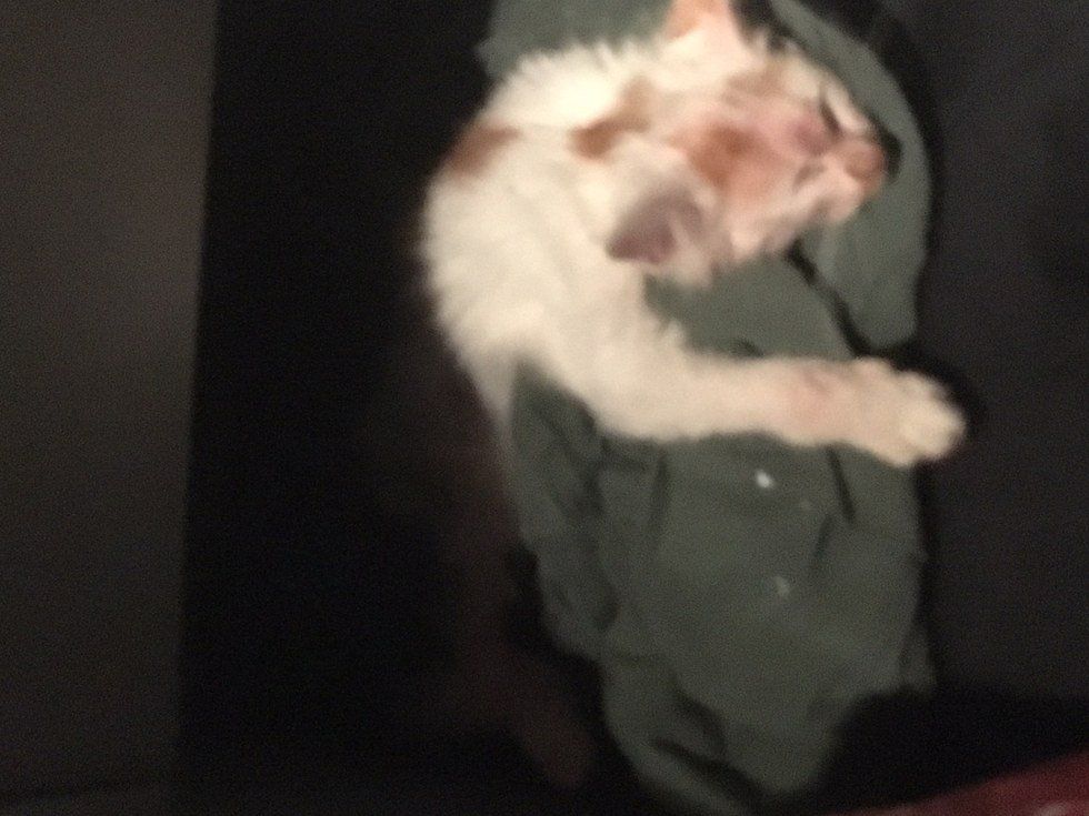 Animal Brutality Or Heroic Rescue?