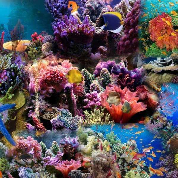 Coral Reefs -- The Walmart Of The Ocean