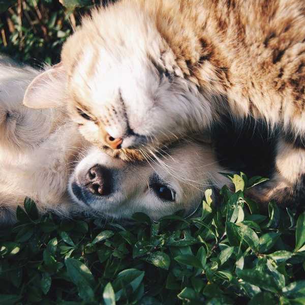 6 Reasons Why Animal Lovers Are The Best