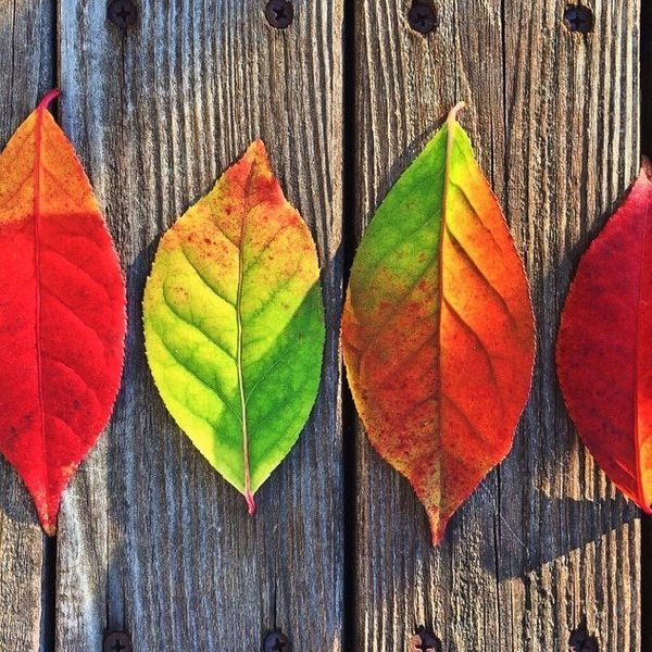 11 Things To Do This Fall