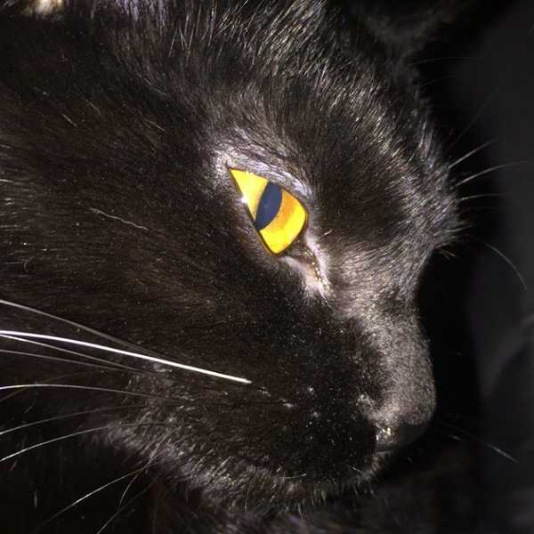 20 Things Only Cat Owners Understand