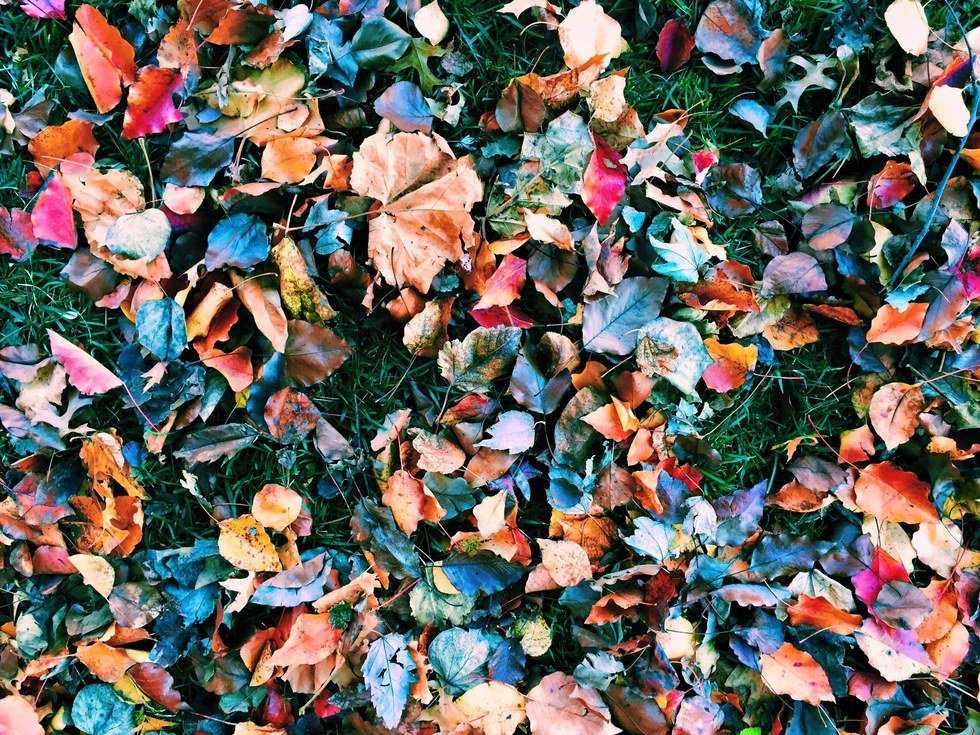 Fresh Start Fall Fall Should Be Seen As A Fresh Start | The Odyssey Online