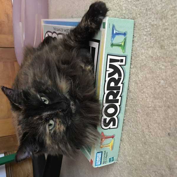 5 Things That I Love/Hate About My Cat
