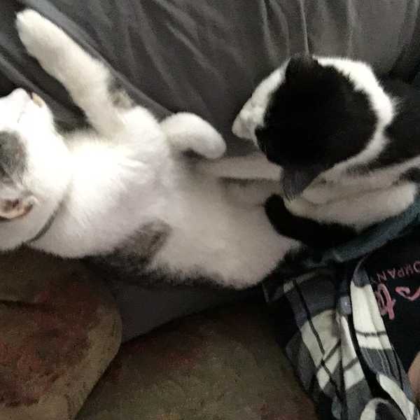 Cat Parent Anonymous