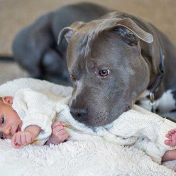 Calling BS On Montreal's New BSL