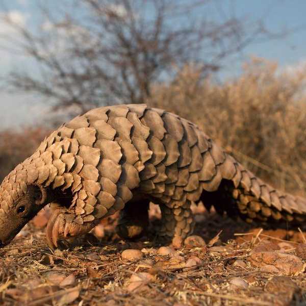 12 Reasons to Pay Attention to The Pangolin