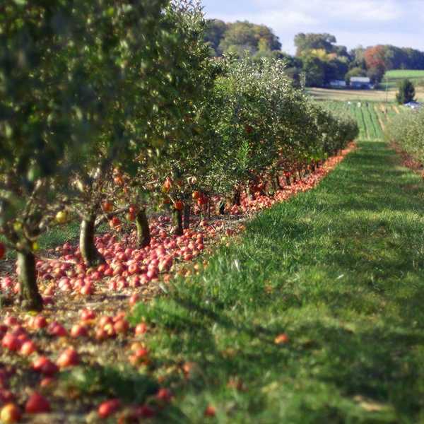 Top 10 Apple Picking Sites