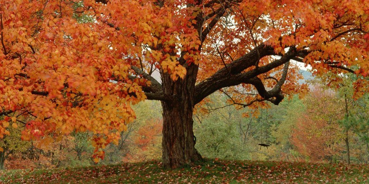 Basic Bithch Fall 10 Basic Things to do During Fall | The Odyssey Online