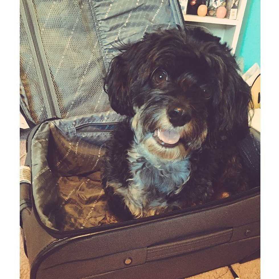 The 5 Stages of Missing Your Dog