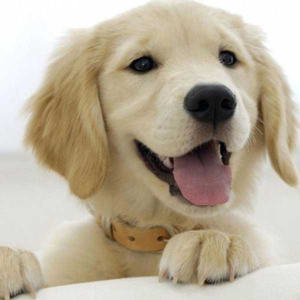 14 Dog Gifs That Accurately Describe Our Emotions