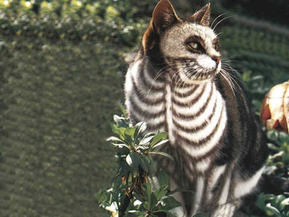 12 Basic Costumes You Will See This Halloween, As Told By Cats
