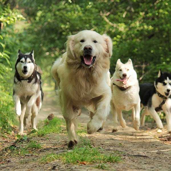 Why I Might Be A Crazy Dog Lady