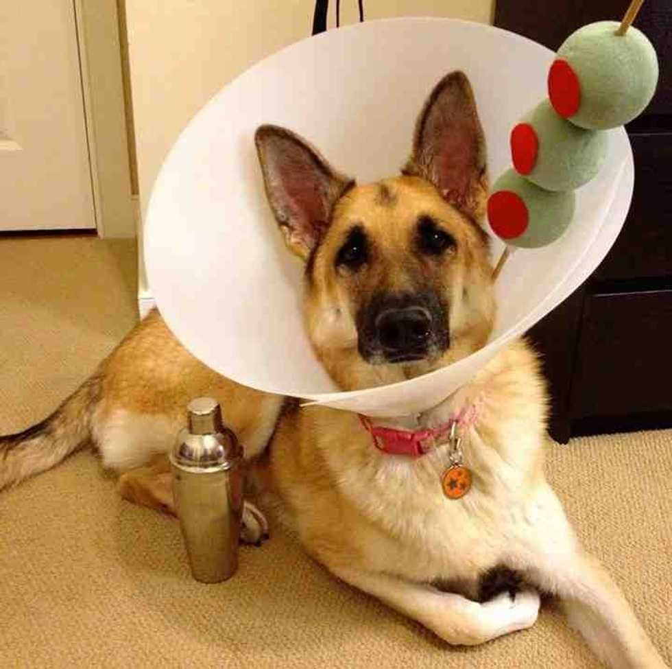 Top 10 Cutest Halloween Costumes for Dogs