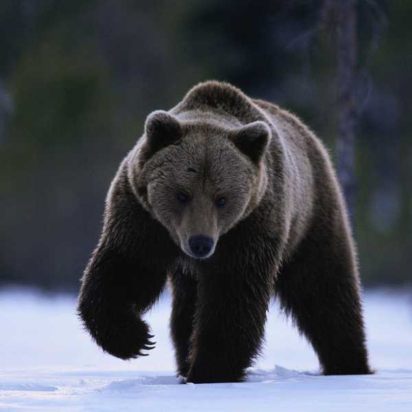 Why I Carry Bear Spray (And Not A Firearm)