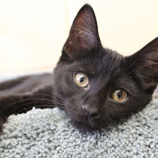 5 Reasons You Should Volunteer At An Animal Shelter