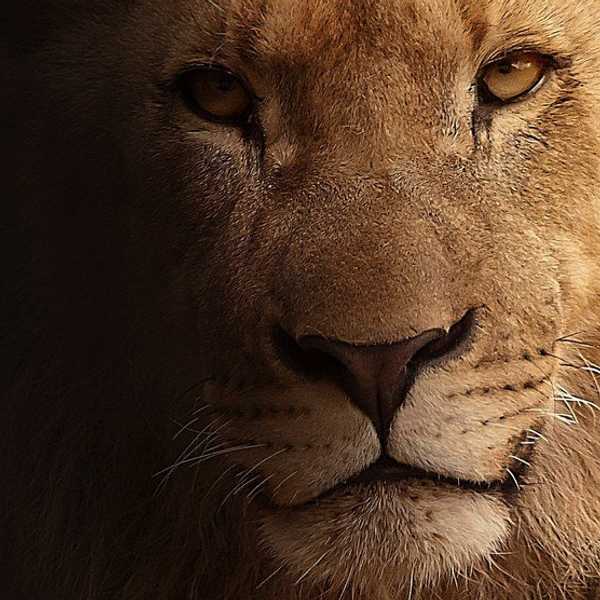 11 Traits of a Natural-Born Leader