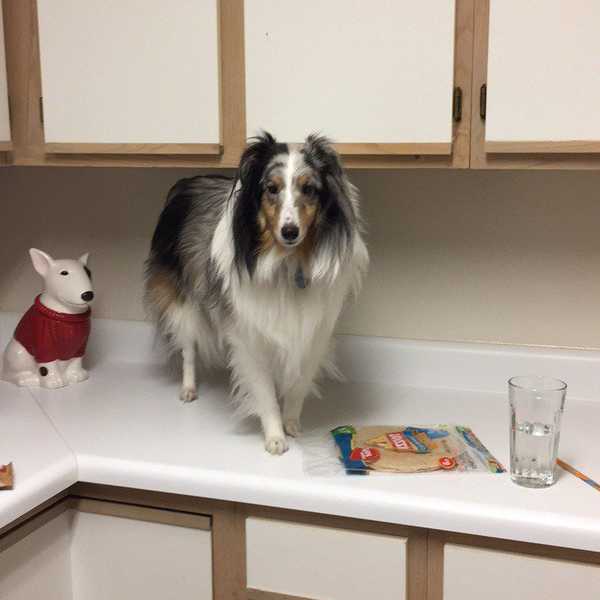 A Dog's Midnight