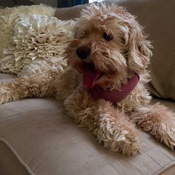 It's A Doggy Dog World