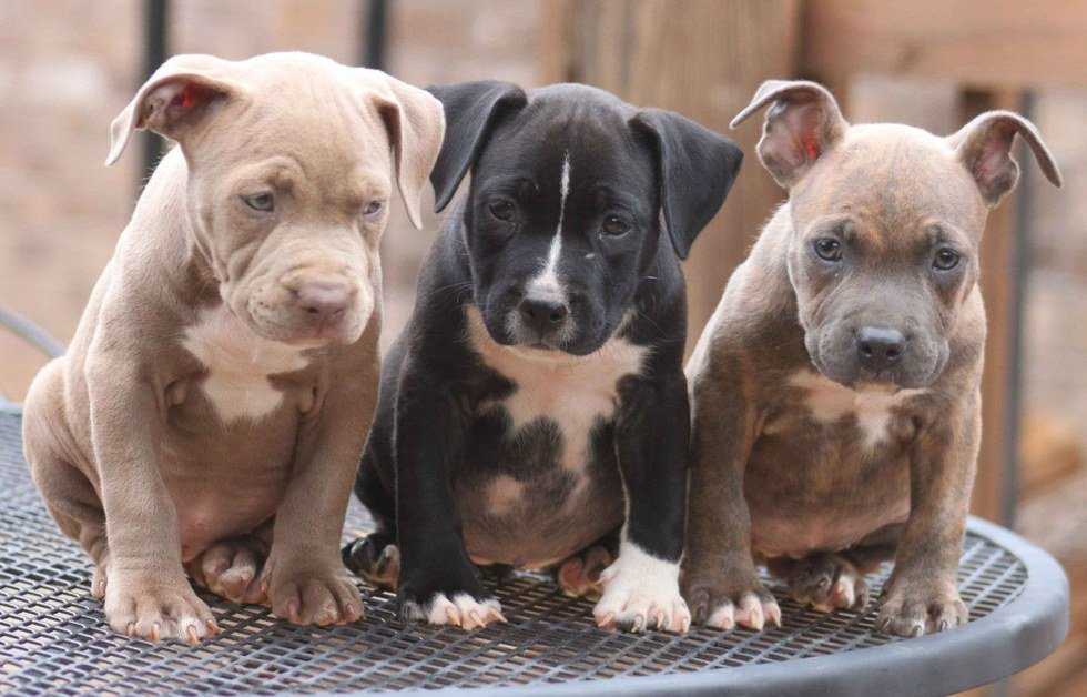 What You Need To Know About Montreal's Pit Bull Ban (And Its Shocking Reversal)
