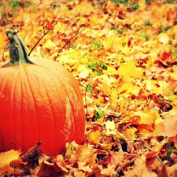 A College Students' Guide To October