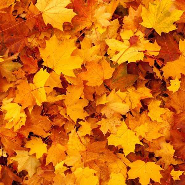 The One Thing I Always Forget About Fall