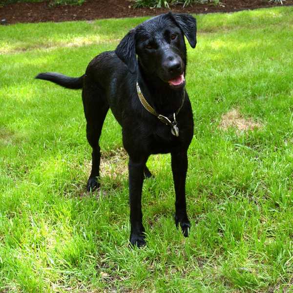10 Reasons Being Around Dogs Makes Your Life Better