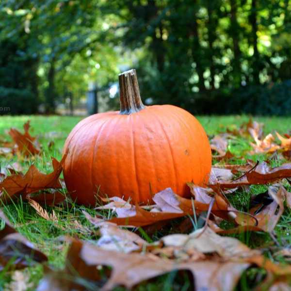 How To Enjoy Fall In Florida