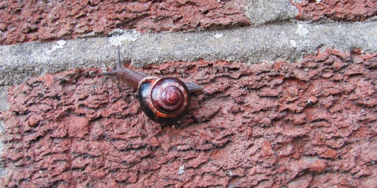 The Tale of Seamus the Snail | The Odyssey Online