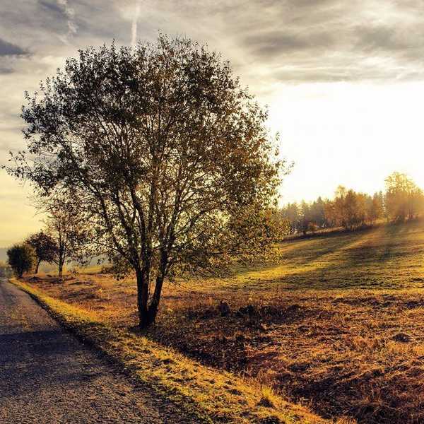 The Road Back Home