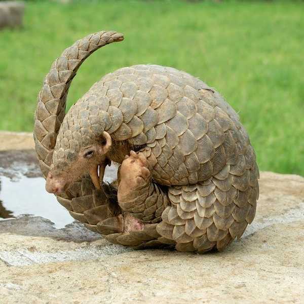 An International Pangolin Trade Ban