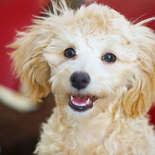 9 Things I've Learned From Owning A Puppy