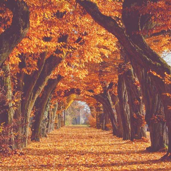 Fall Has Fallen Upon Us!