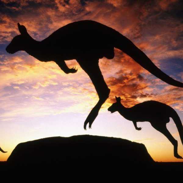 Ecological Literary Review On Grey Kangaroos