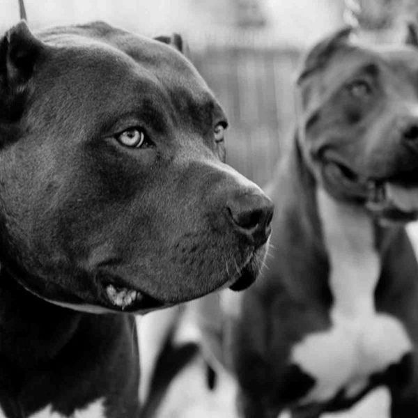 Thoughts on Montreal's Pit Bull Ban
