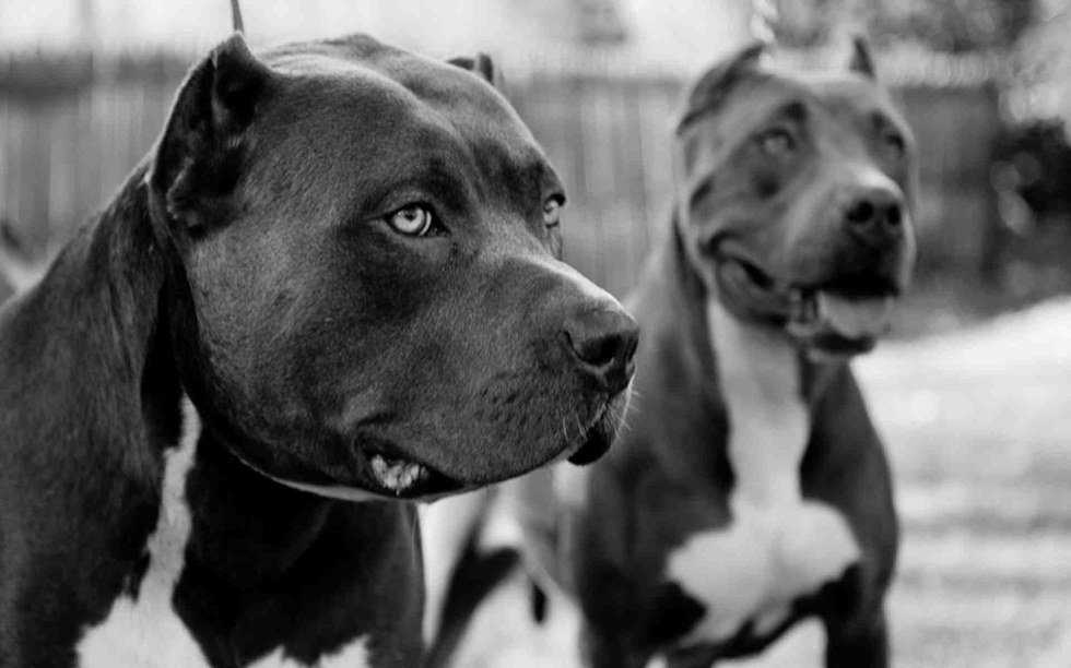Thoughts on Montreal's Pit Bull Ban