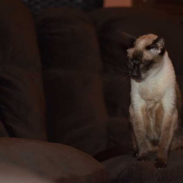 A Tribute To My Childhood Pet: I Lost You