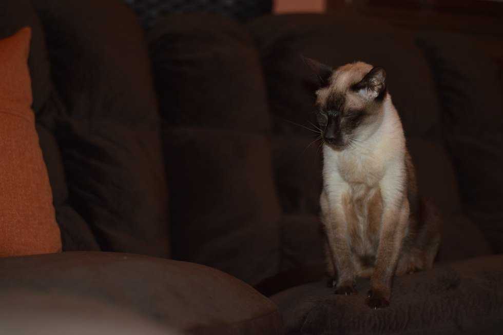 A Tribute To My Childhood Pet: I Lost You