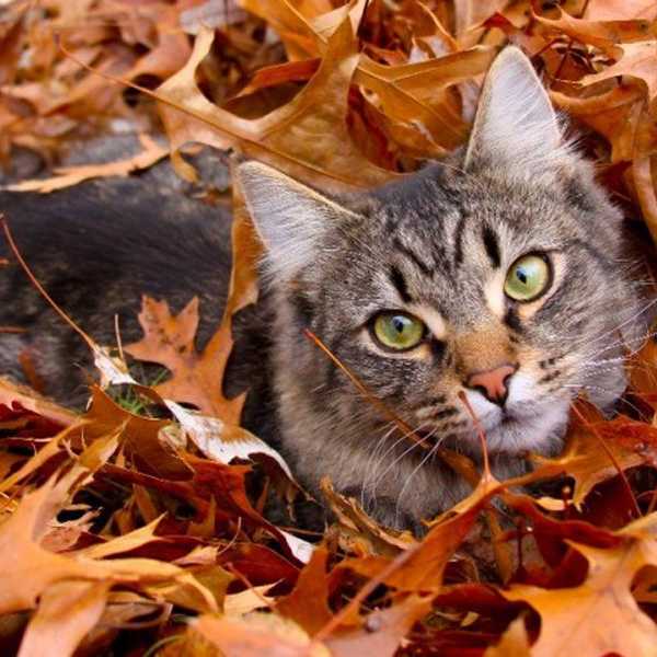 When Will Dog People Be Nice To Cats?