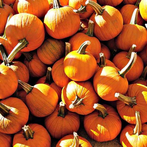 5 Fun Ways To Embrace Autumn