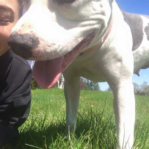 Reactions To The Pit Bull Ban Of Montreal